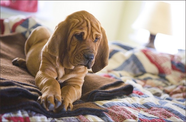 Bloodhound dog breed