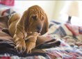 Bloodhound dog breed