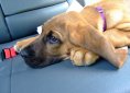Bloodhound dog breed
