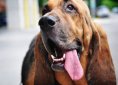 Bloodhound dog breed
