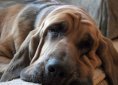 Bloodhound dog breed