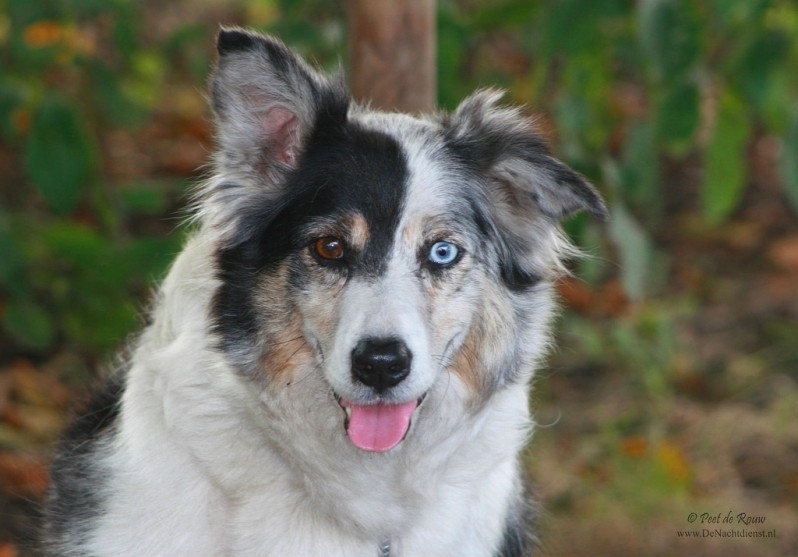 Border Collie