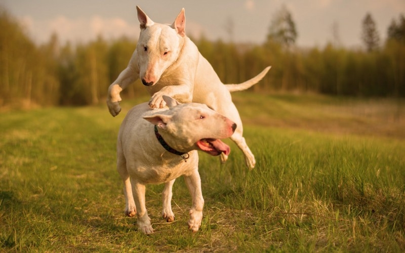 Bull Terrier