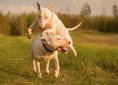 Bull Terrier