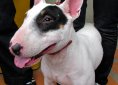Bull Terrier
