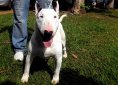 Bull Terrier