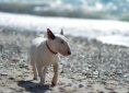 Bull Terrier