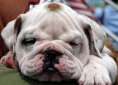 Bulldog