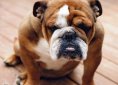 Bulldog