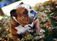 Bulldog
