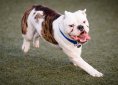 Bulldog