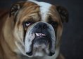 Bulldog