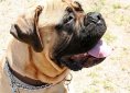 Bullmastiff