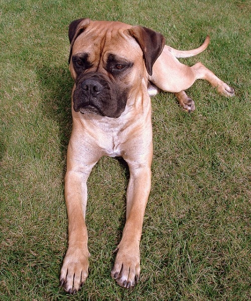 Bullmastiff
