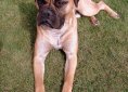 Bullmastiff