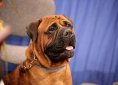 Bullmastiff