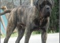 Bullmastiff