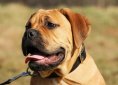 Bullmastiff