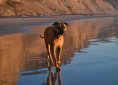 Bullmastiff