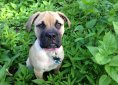 Bullmastiff