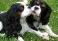 Cavalier King Charles Spaniel breed
