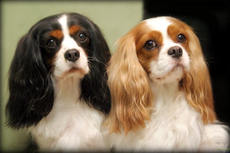 Cavalier King Charles Spaniel breed