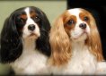 Cavalier King Charles Spaniel breed
