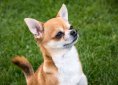 chihuahua-1356687_1920