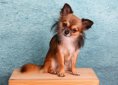 chihuahua-1850477_1920