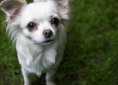 chihuahua-2356342_1920