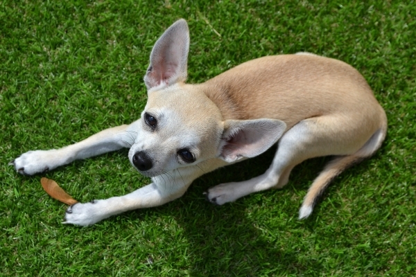 chihuahua-553790_1920