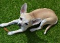 chihuahua-553790_1920