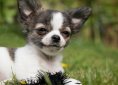 chihuahua-810789_1920