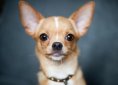 chihuahua-981188_1920