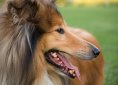 collie-163995_1280
