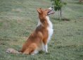 collie-1926664_1920