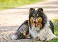 collie-817733_1920
