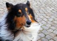 dog-1272880_1280