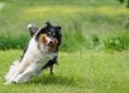 dog-818064_1920