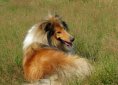 rough-collie-76297_1920