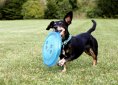 dachshund-2035700_1920