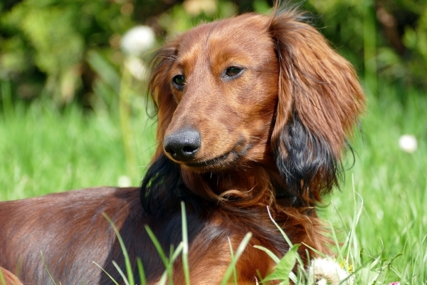 dachshund-2301777_1920