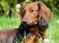 dachshund-2301777_1920