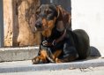 dachshund-3480930_1920
