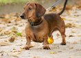 dog-1018408_1920