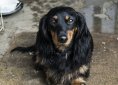 dog-224451_1920