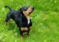 foxhound-53951_1280