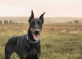 doberman-1177919_1920