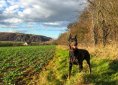 doberman-1177955_1920