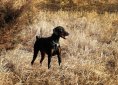 doberman-893249_1920